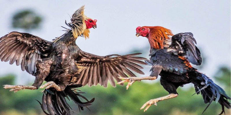 Bí quyết chọn gà đỉnh cao