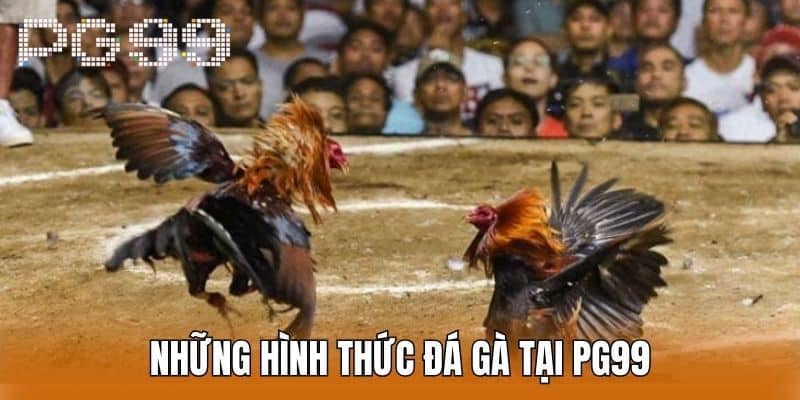 Bí quyết thắng lớn khi đá gà PG99