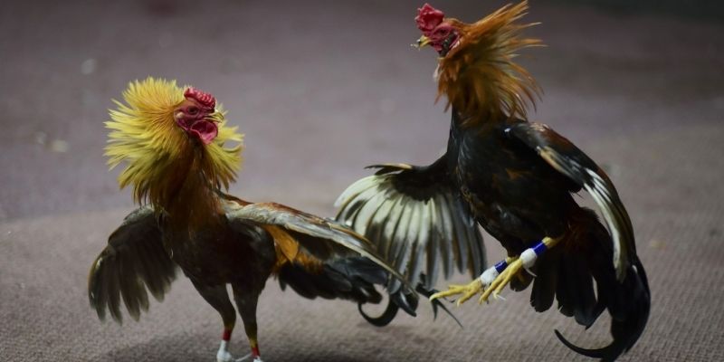 Điều quan trọng cần tránh trong cách chọn gà chọi mái đẹp