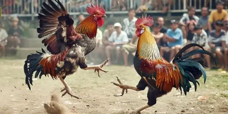 Lý do cần nắm rõ các vị trí tử điểm của gà nòi