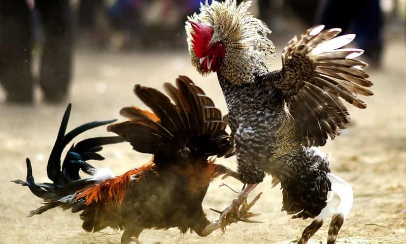 Những vị trí tử điểm của gà nòi