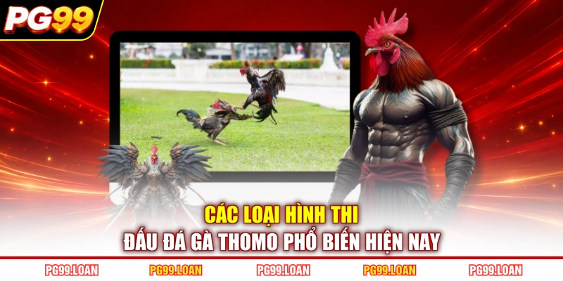 Các loại hình thi đấu đá gà Thomo phổ biến hiện nay