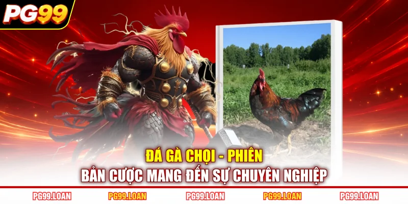 Đá Gà Chọi - Phiên Bản Cược Mang Đến Sự Chuyên Nghiệp